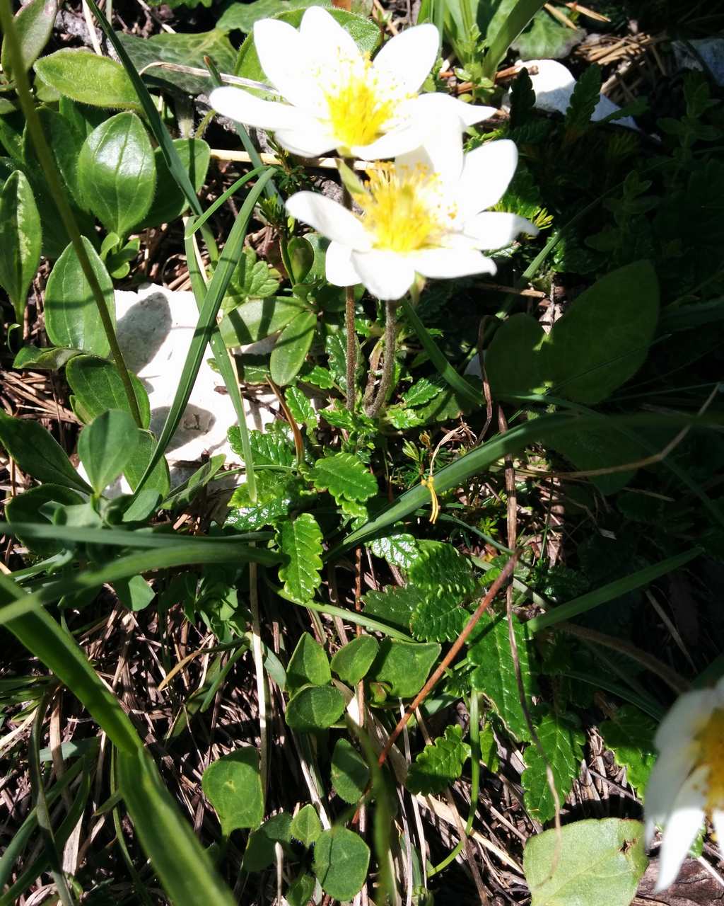 Dryas octopetala
